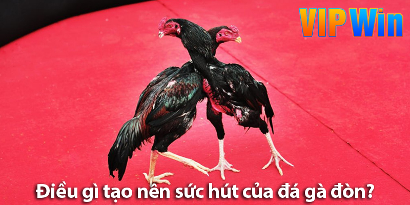 Cá độ đá gà đòn trực tuyến: Sân chơi giải trí hấp dẫn và kịch tính nhất 2025